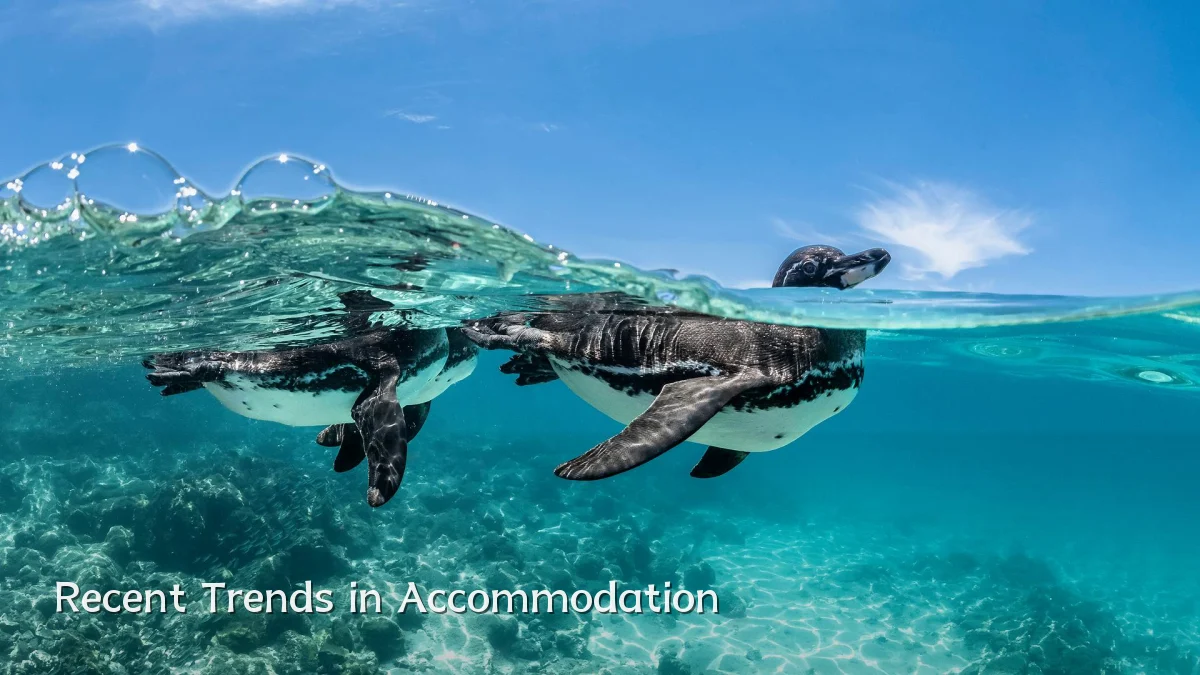 Recent Trends in Accommodation