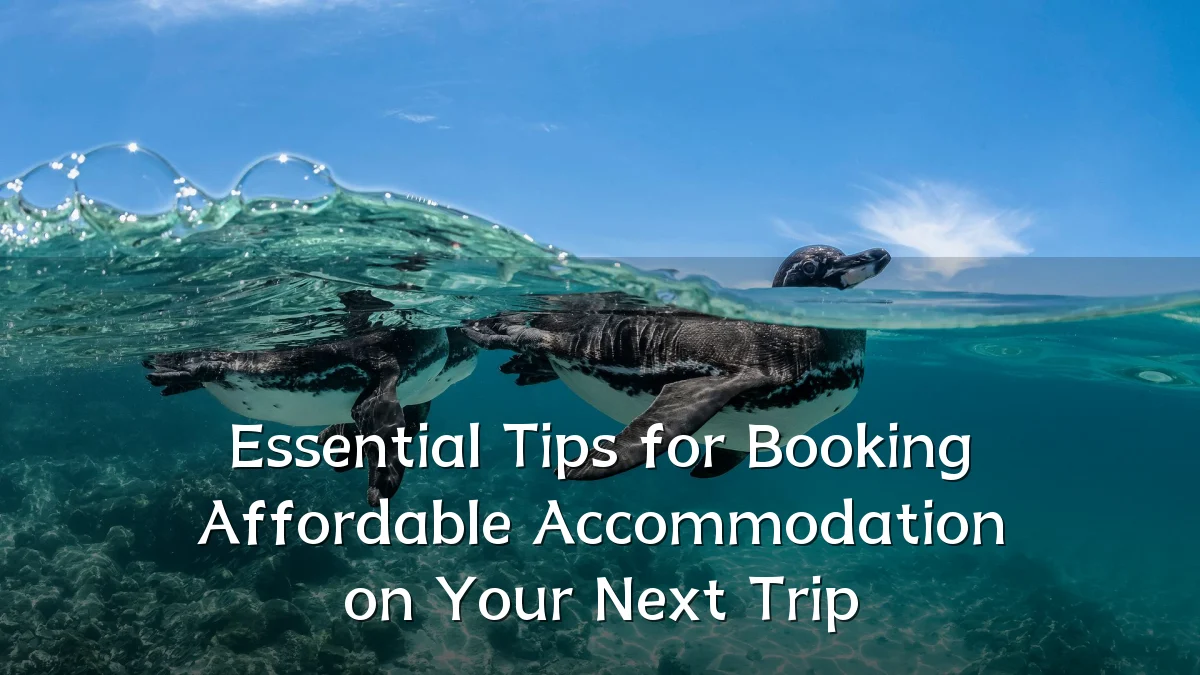 Essential Tips for Booking Affordable Accommodation on Your Next Trip