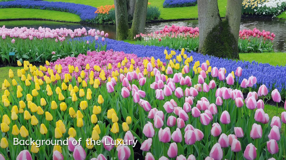 Background of the Luxury