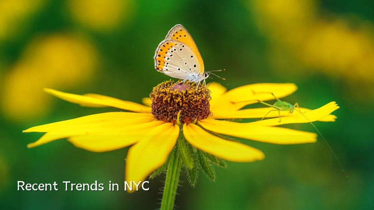 Recent Trends in NYC